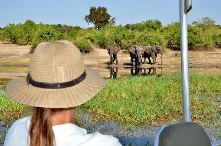 Chobe River Safari