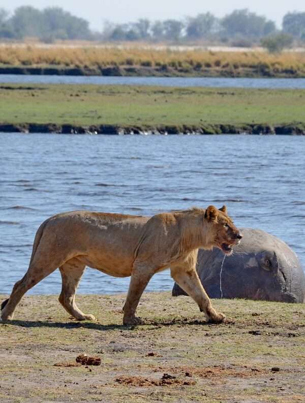 Chobe River Safari