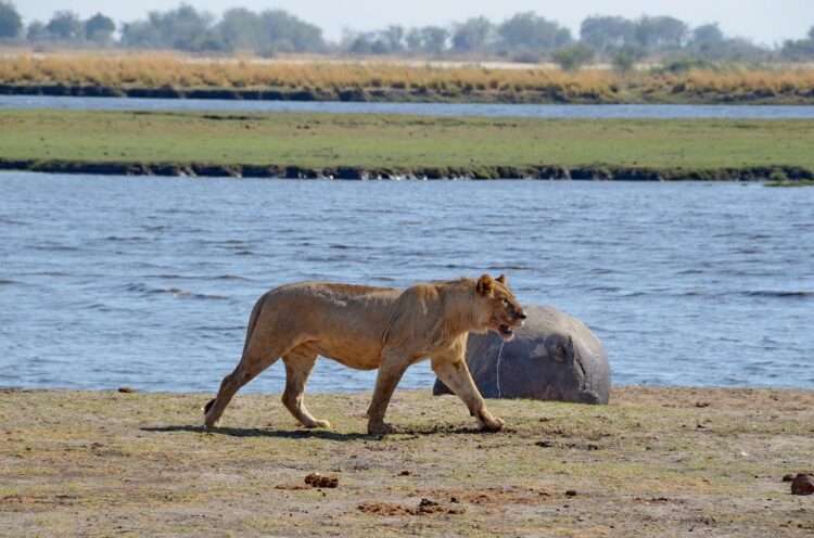 Chobe River Safari