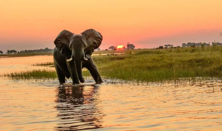 A Guide to Botswana Holidays and Vacations