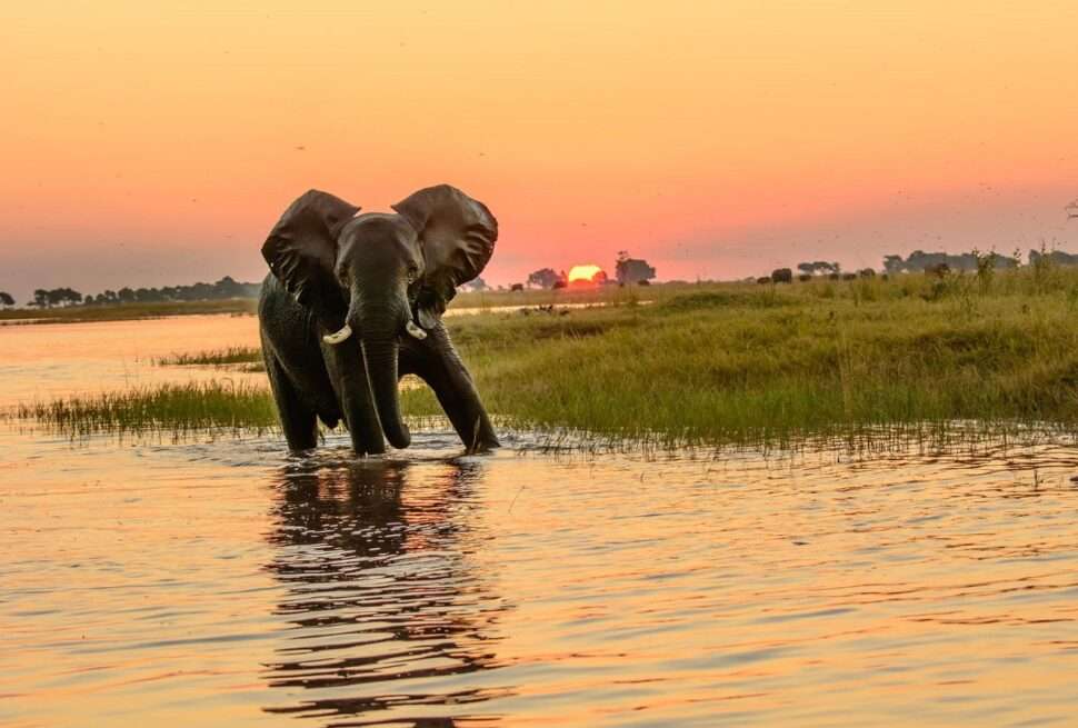 Chobe River Safari