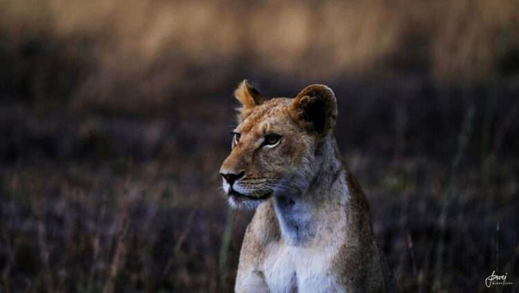 Day Kafue National Park Luxury Safari