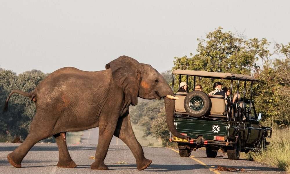Botswana Highlights Safari
