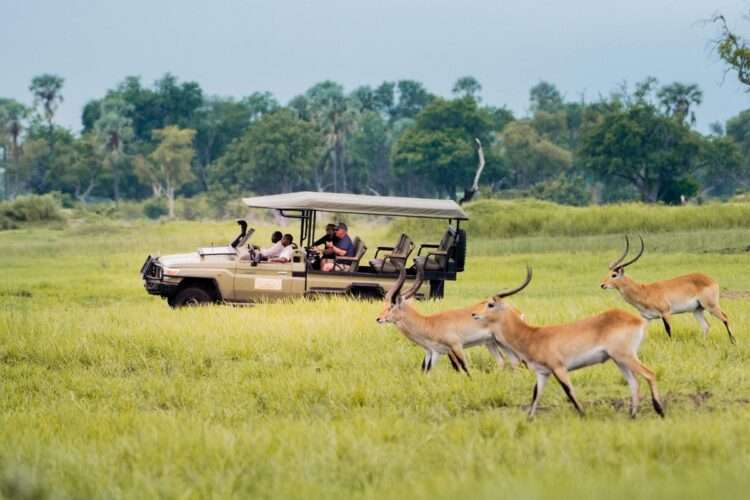 Incredible Botswana Highlights Safari