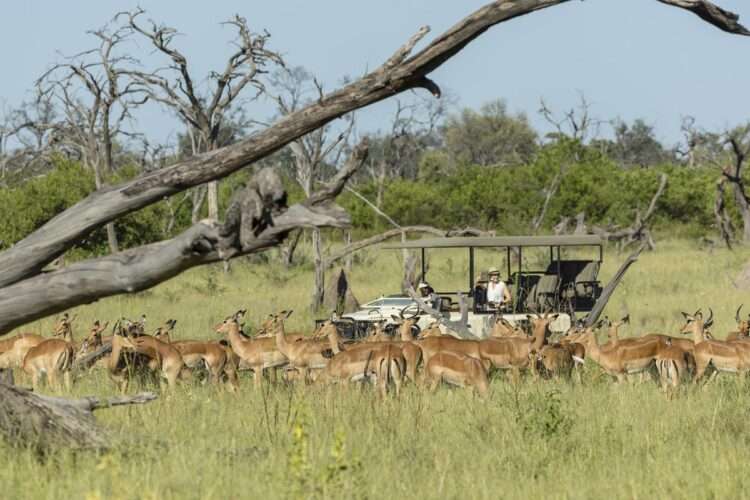 Okavango Delta Safari