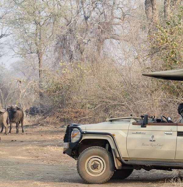 South Luangwa & Lower Zambezi Safari