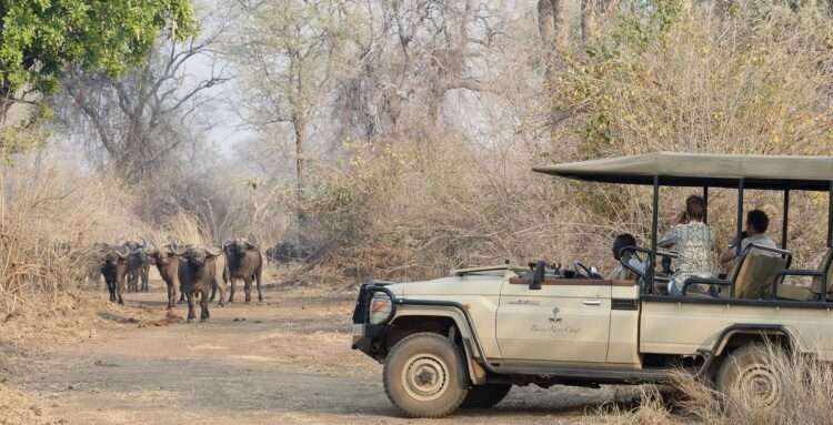 South Luangwa & Lower Zambezi Safari