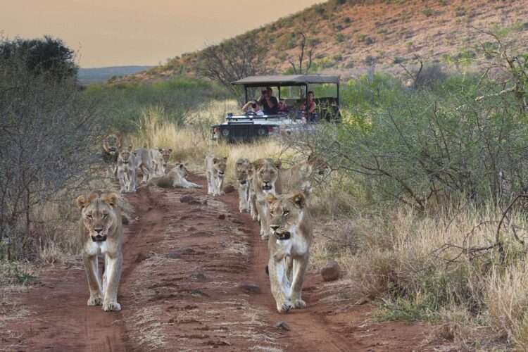 Best Of Madikwe And Timbavati Safari