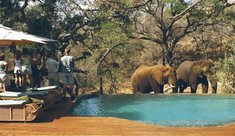 Best Of Madikwe And Timbavati Safari