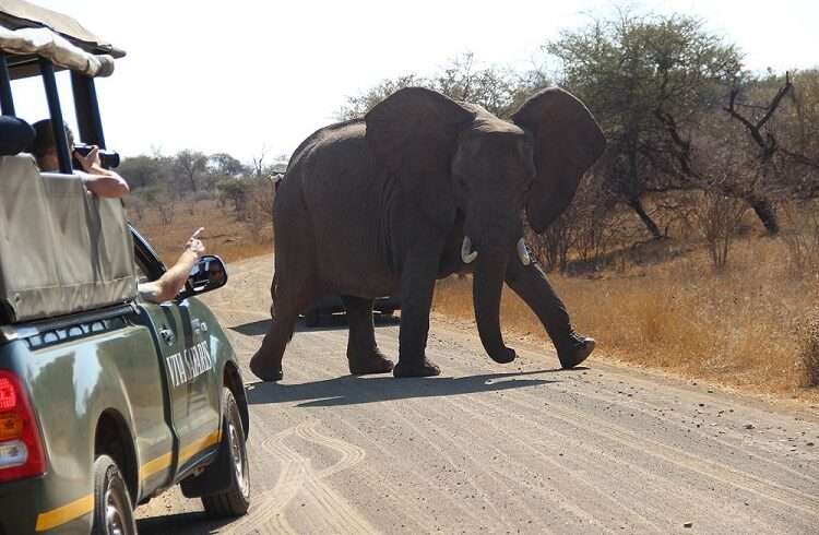 Big Five Safari in Kruger