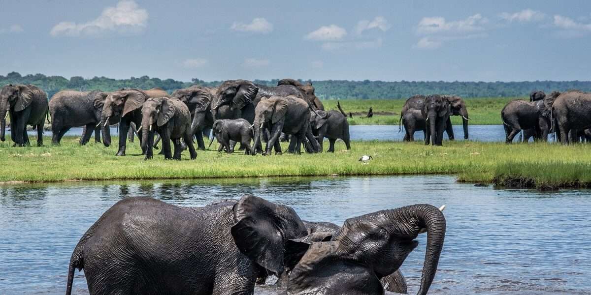 Botswana Wildlife Odyssey