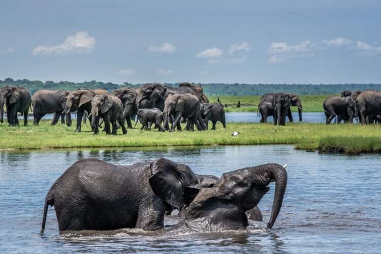 Botswana Wildlife Odyssey