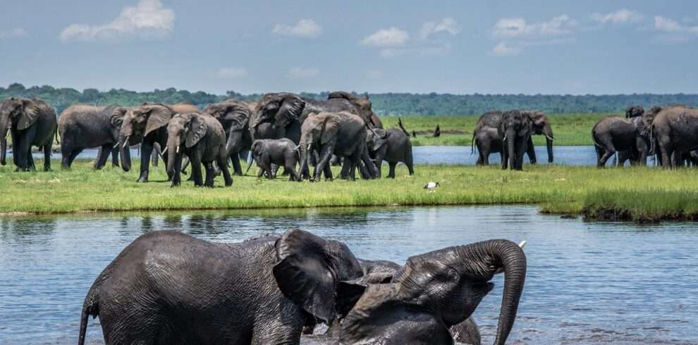 Botswana Wildlife Odyssey