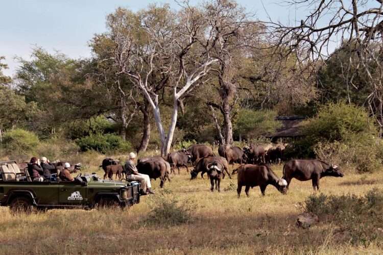 Best Of Madikwe And Timbavati Safari