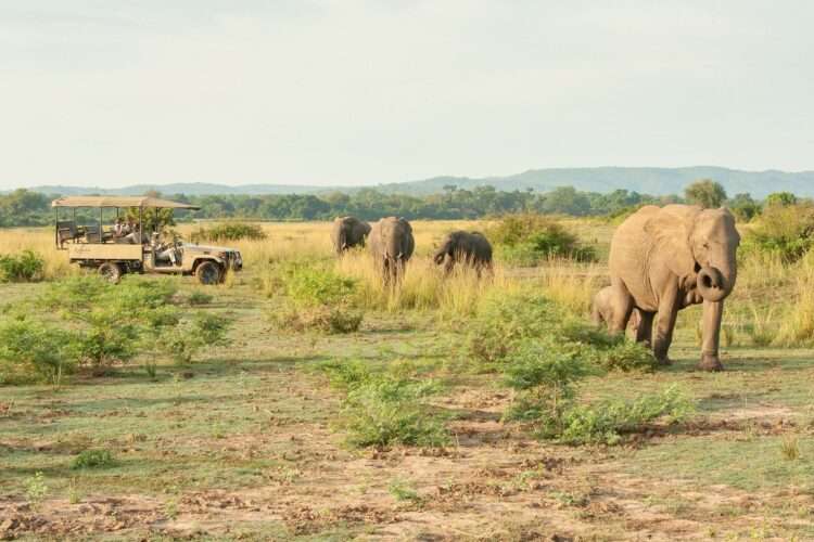 Best of South Luangwa Safari