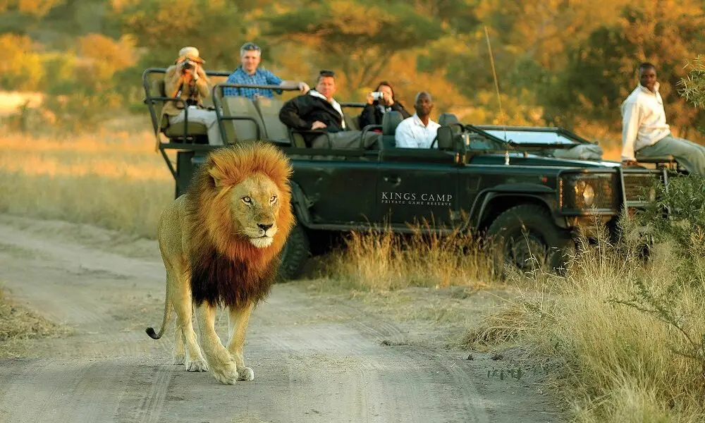 Best Of Madikwe And Timbavati Safari