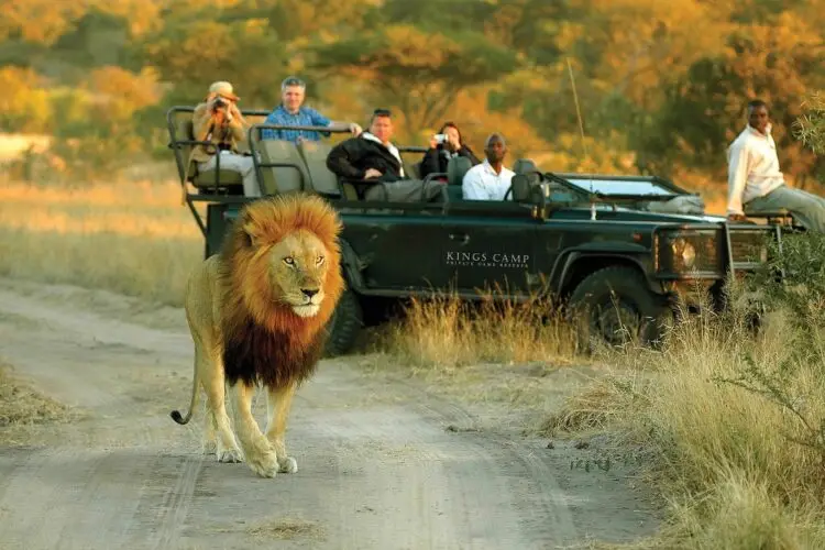 Best Of Madikwe And Timbavati Safari