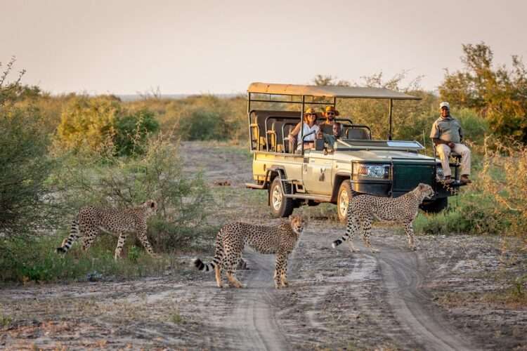 South African luxury safari featuring Madikwe Game Reserve, Sabi Sand Game Reserve, and Timbavati Private Nature Reserve with stunning wildlife and 5-star lodges.