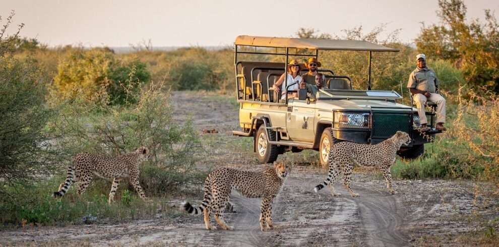 South African luxury safari featuring Madikwe Game Reserve, Sabi Sand Game Reserve, and Timbavati Private Nature Reserve with stunning wildlife and 5-star lodges.