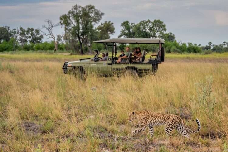 Botswana Wildlife Odyssey