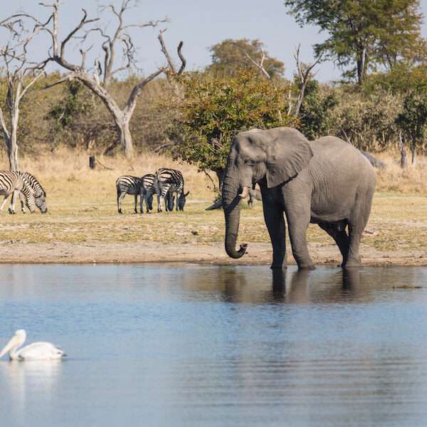 Okavango Delta Botswana Safari (Moremi & Khwai)