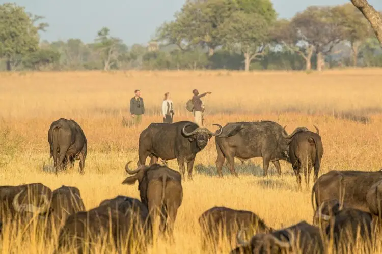 Botswana Honeymoon Safari