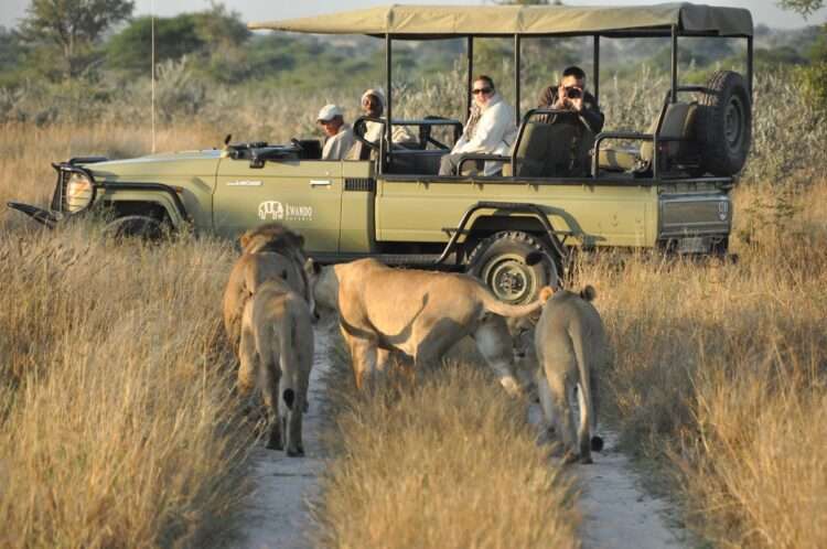 Incredible Kalahari Safari