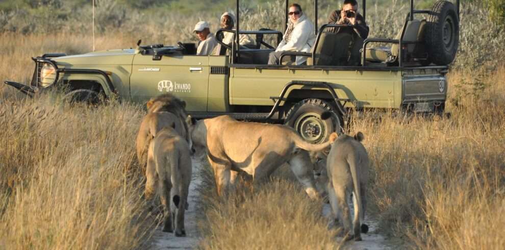 Incredible Kalahari Safari