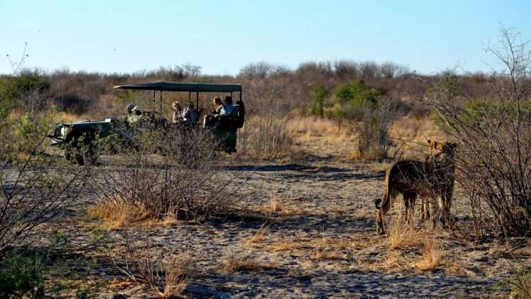 Incredible Kalahari Safari