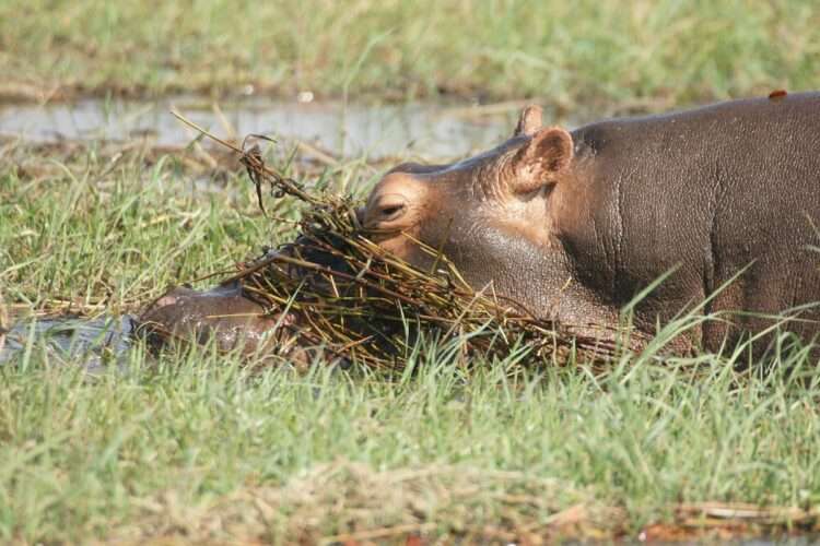 Victoria Falls Safari Escape