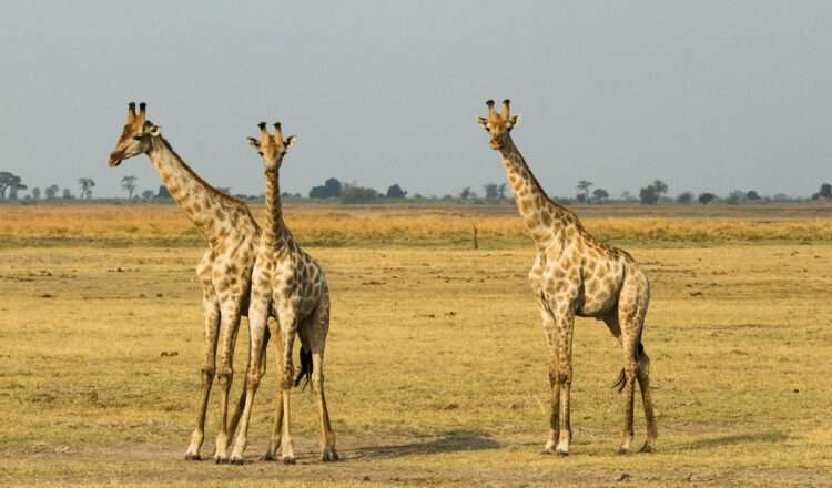 Chobe Game Lodge