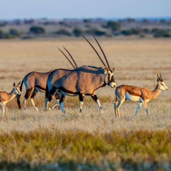 Incredible Kalahari Safari