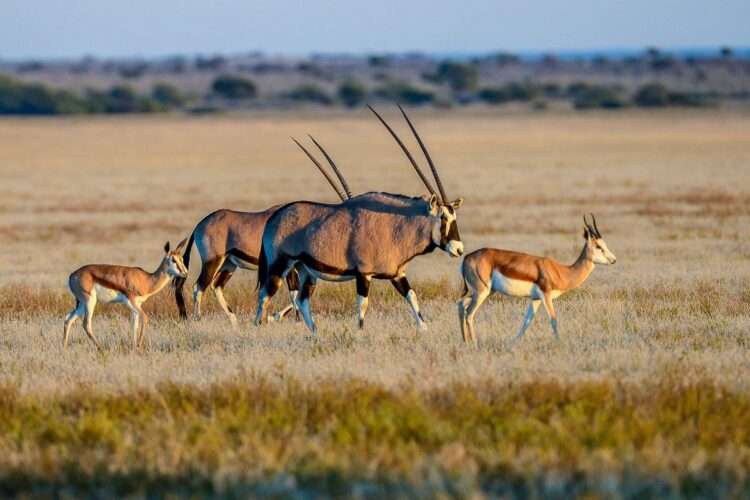 Incredible Kalahari Safari