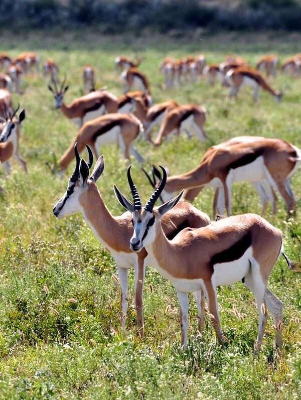 Incredible Kalahari Safari