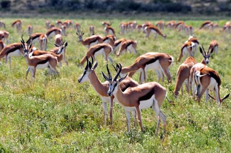 Incredible Kalahari Safari