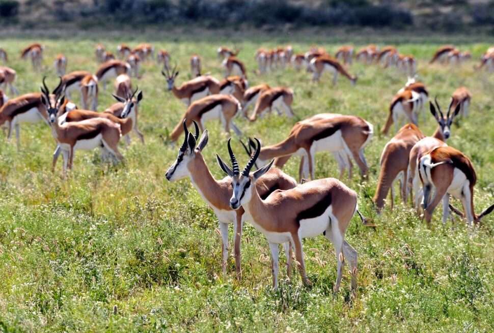 Incredible Kalahari Safari