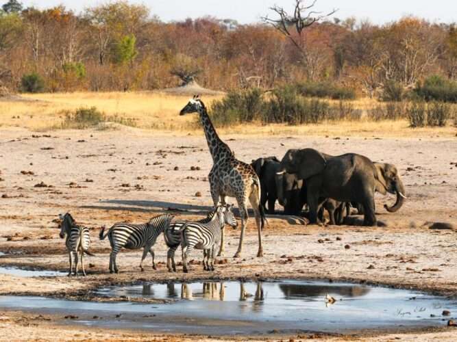 Victoria Falls, Chobe River And Hwange