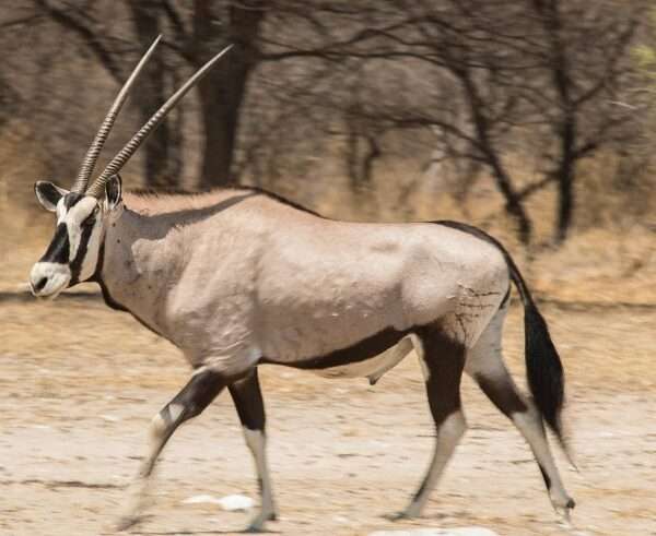 Best of Botswana Photo Safari