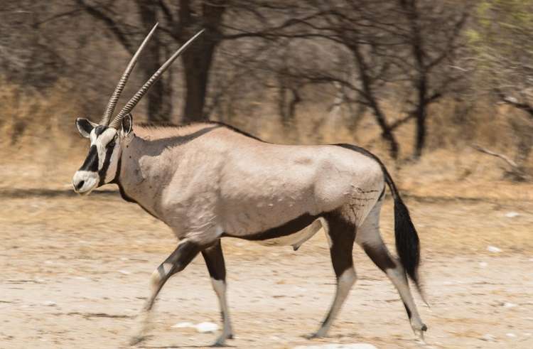 Best of Botswana Photo Safari