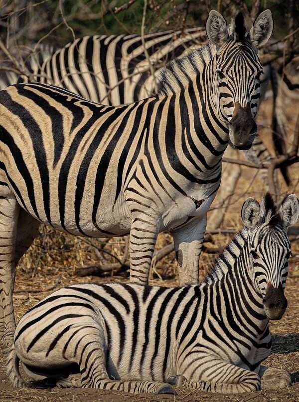 Chobe Camping Safari