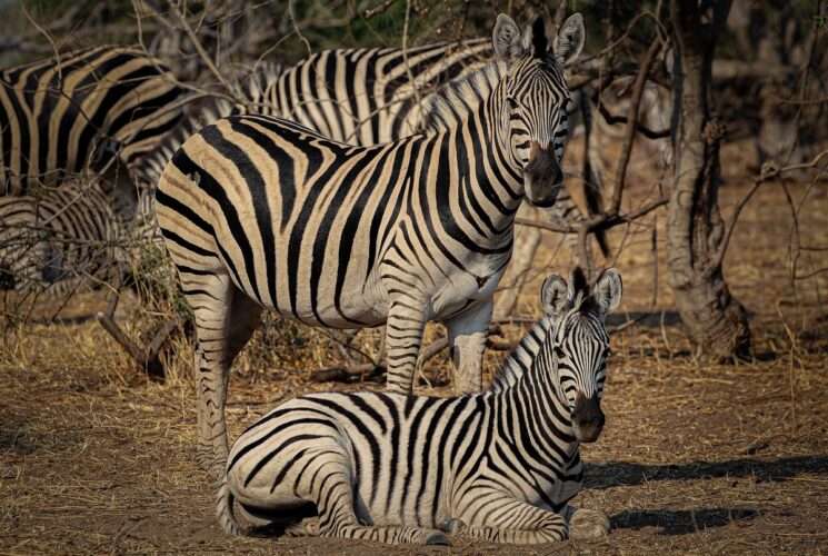 Chobe Camping Safari