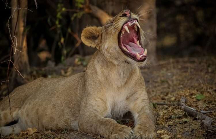 Chobe Camping Safari