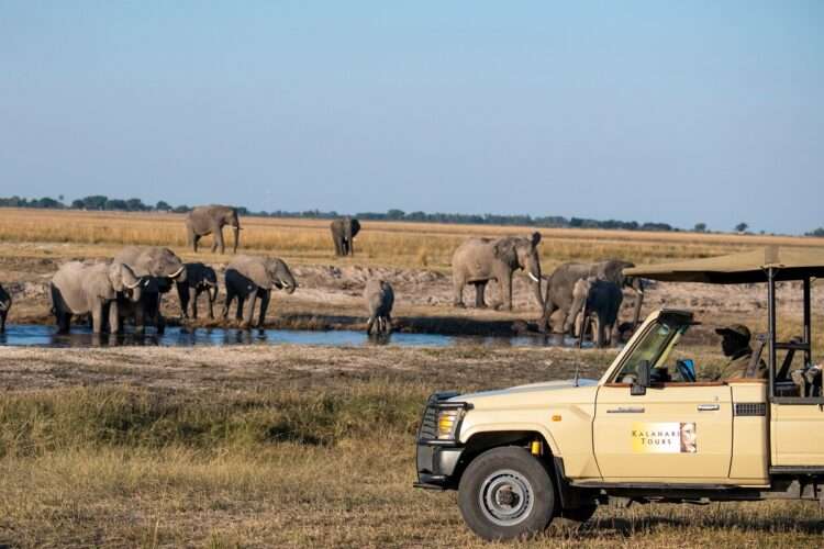 Chobe Camping Safari