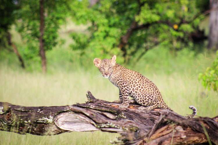 Botswana Luxury Lodge Safari