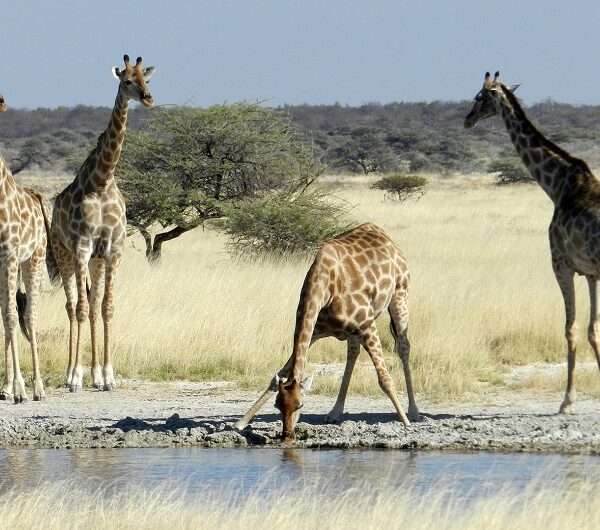 ev giraffes | Southern Dynasty Safaris