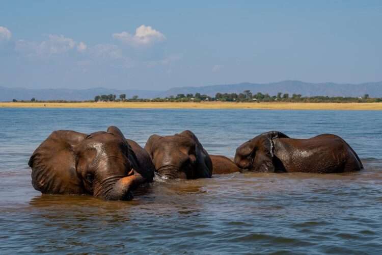 Hwange And Kariba Adventure