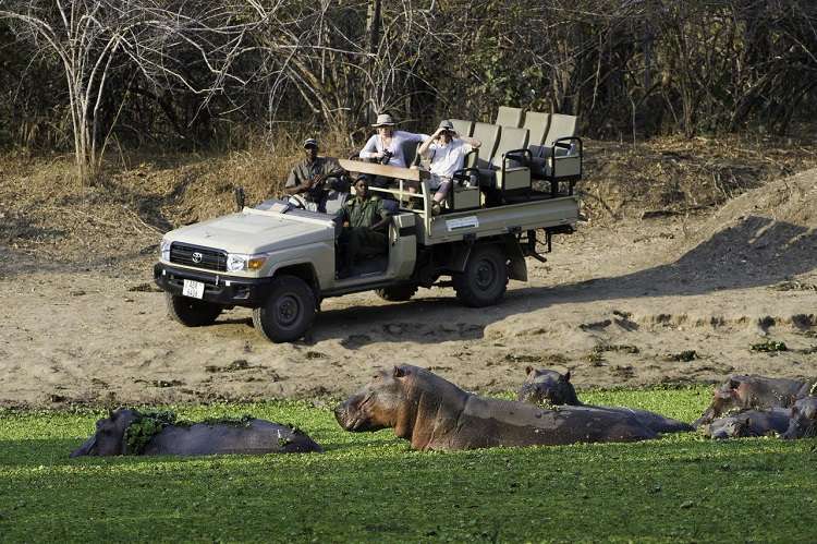 Luangwa Discovery Safari