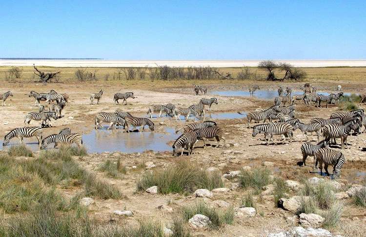 Extreme Namibia Wildlife Safari