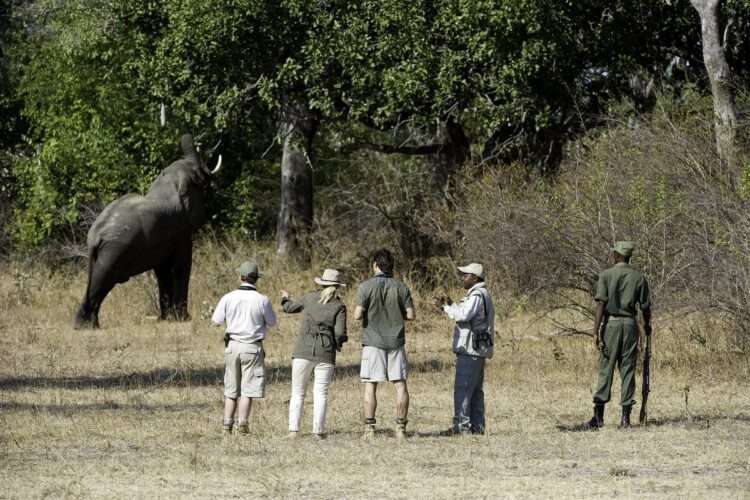 10 Day Luangwa Discovery Safari